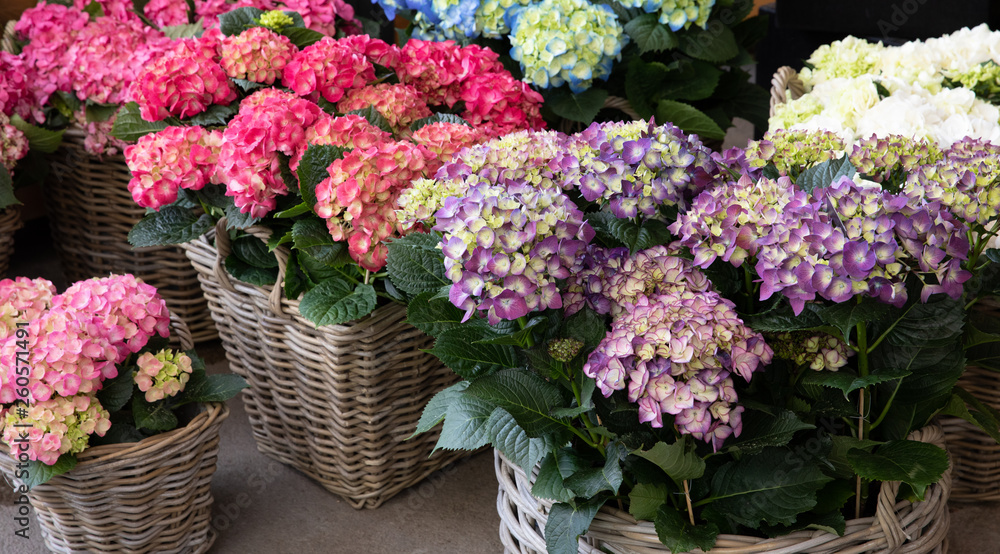 Variety of hydrangea macrophylla flowers in violet, pink, white colors in the garden shop.