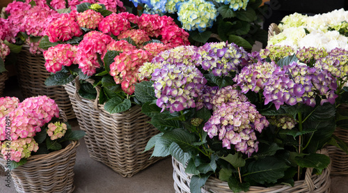 Variety of hydrangea macrophylla flowers in violet, pink, white colors in the garden shop. photo