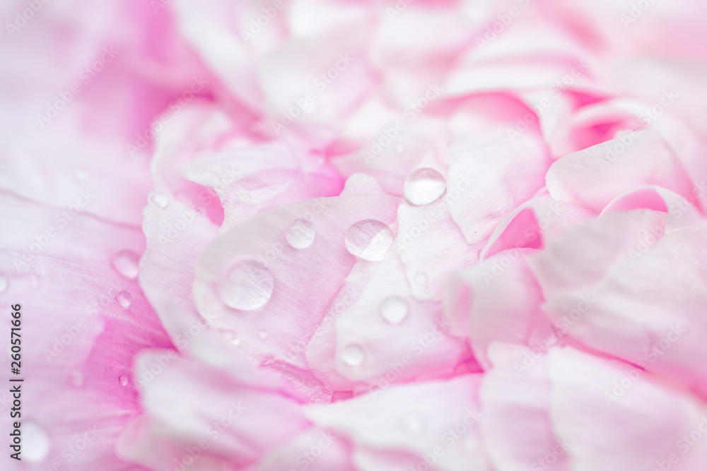 Close up of a pink peony flower.