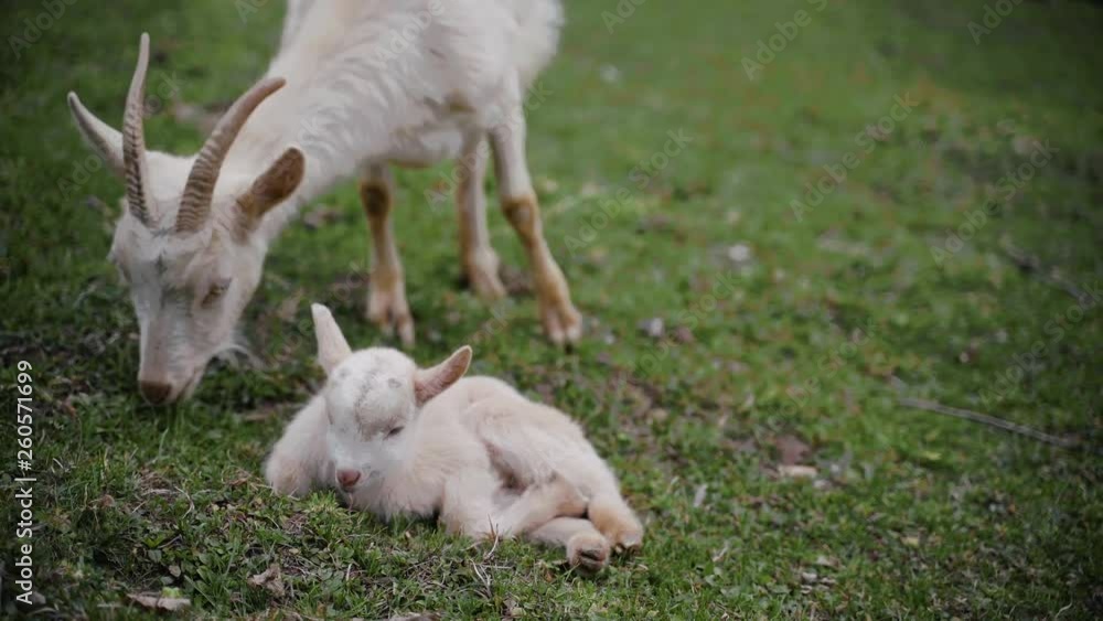Newbown baby goat lying in the grass Newbown baby goat lying in the grass