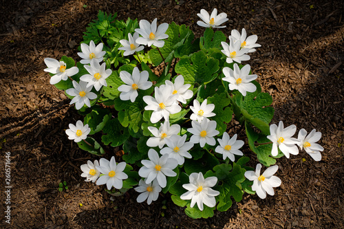 Sanguinaria canadensis, know as bloodroot, is a perennial, herbaceous flowering plant grown in the home garden but a plant that is native to eastern North America. photo