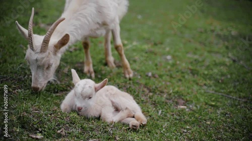 Newbown baby goat lying in the grass photo