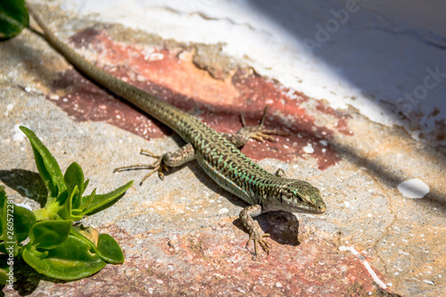small green lizard on the stone