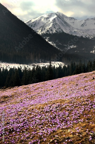 Fototapeta Naklejka Na Ścianę i Meble -  Dolina Chochołowska