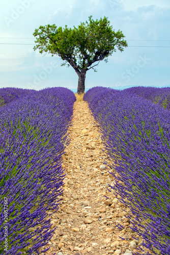 Lavender Field with Olive Tree