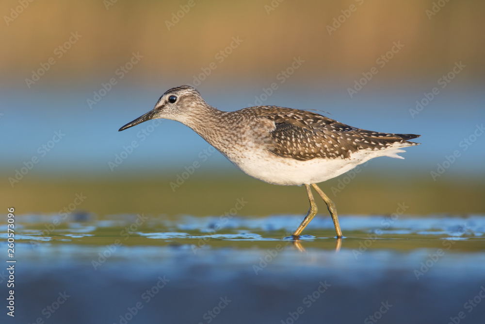 Wood sandpiper