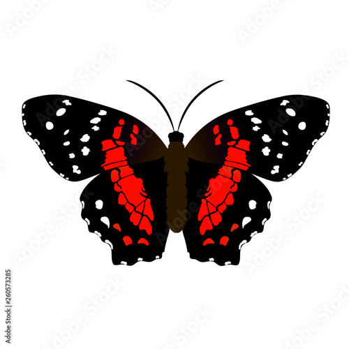 Mariposa monarca colorida vector