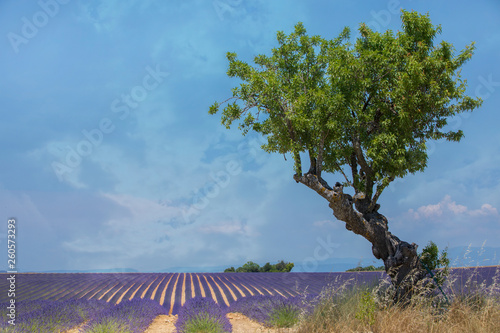 Lavender Field with Olive Tree and Copy Space