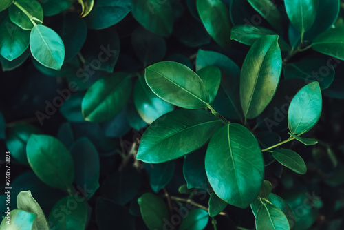 Closeup Dark Green leaf texture