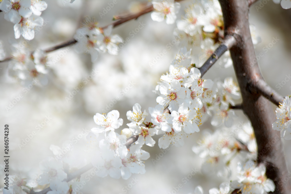 Spring blooming Apple Tree blooms Natural background