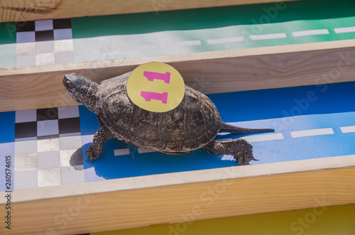 racing turtles in the fresh air. Nature, rest