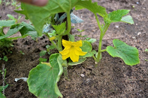 garden flower and cucumber ovary