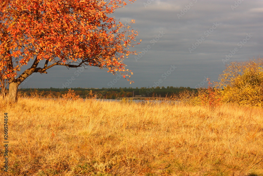 Fototapeta premium lonely apple tree in a field in sunset light