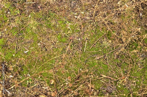 spring - grass