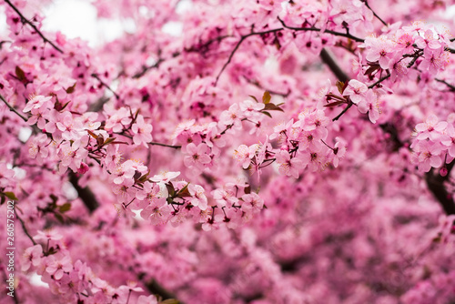 Beautiful delicate pink spring background with cherry blossoms