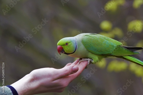 parrot in hand