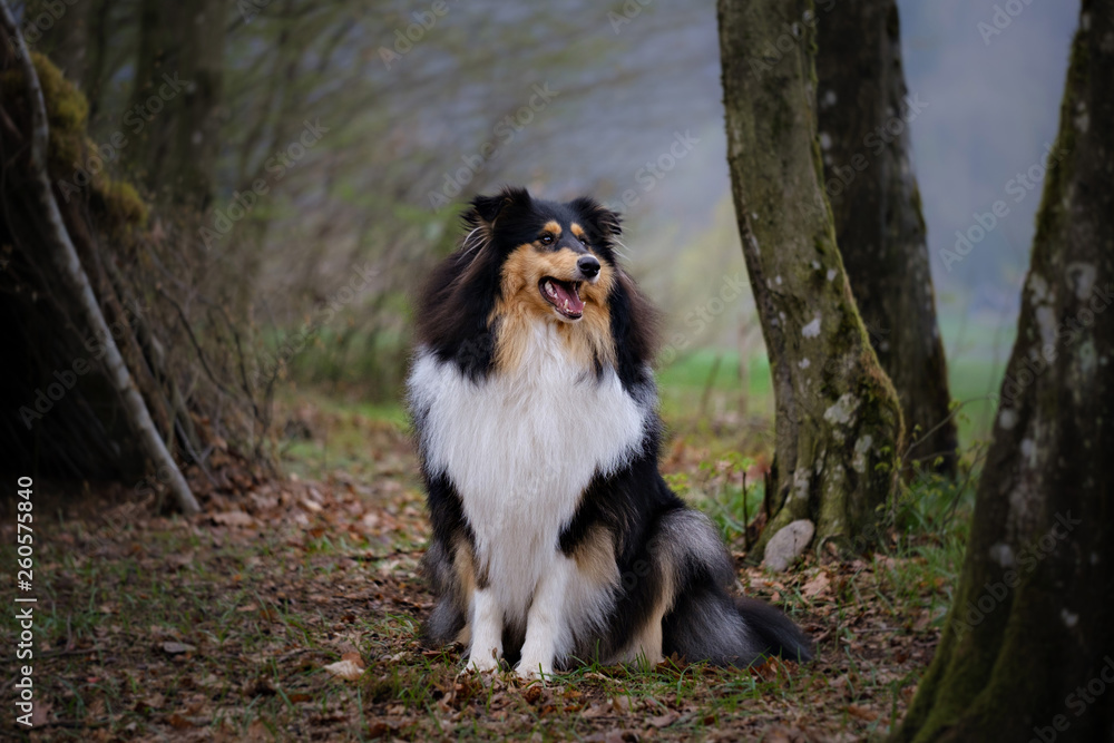 Tricolor young rough collie