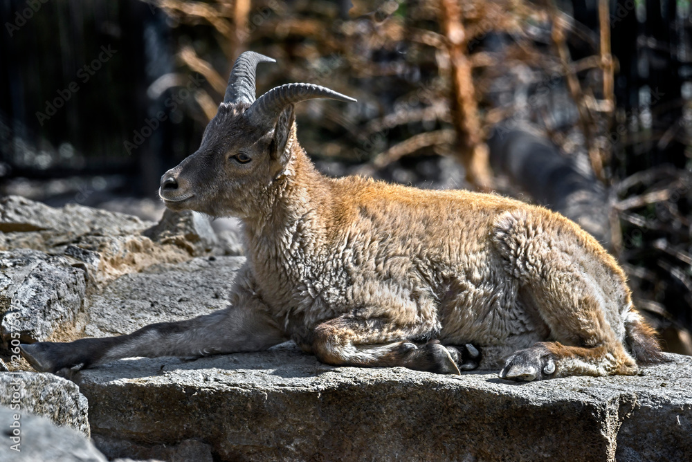 Naklejka premium Young east caucasian tur. Latin name - Capra cylindricornis 