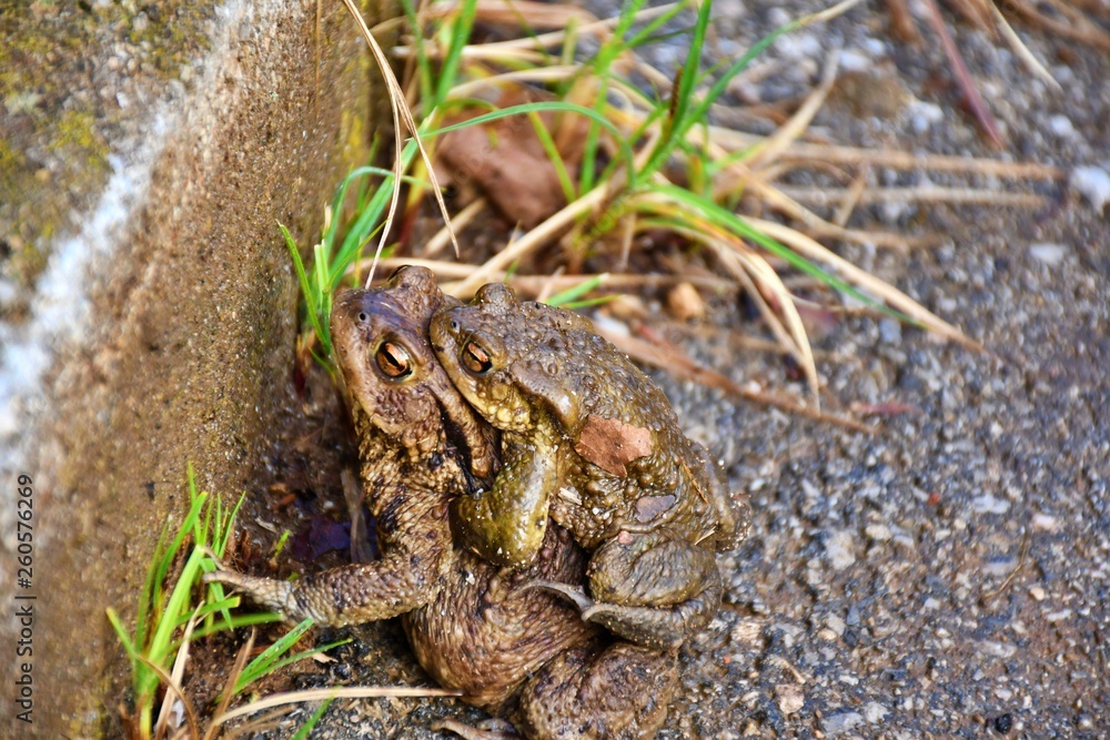 Obraz premium frog in the grass