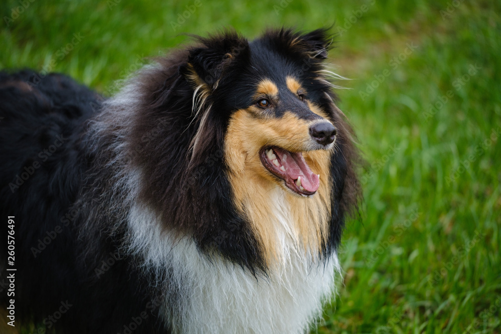 Tricolor young rough collie