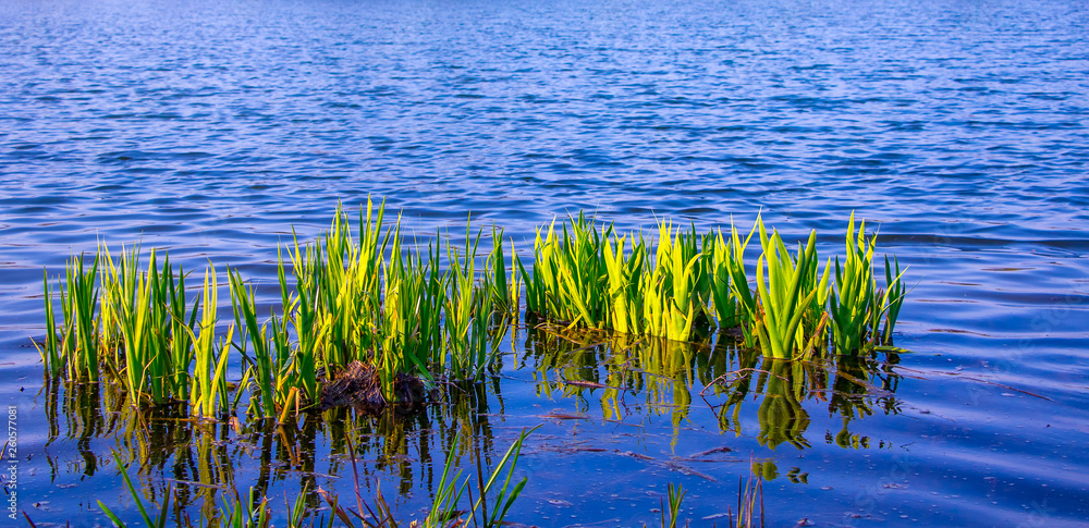 Young green stems sedge on the background blue water in the river_ Young green stems sedge on the background blue water in the river_