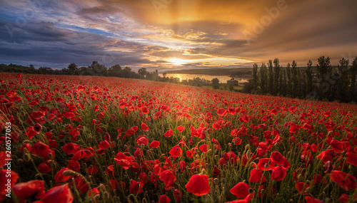 Cuadro en lienzo Mohnblumen im Sonnenuntergang