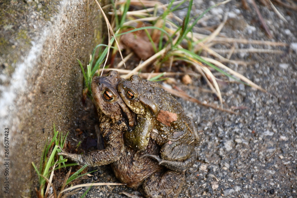 Fototapeta premium frog in the grass