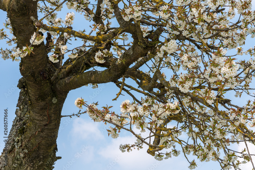 Fototapeta premium weiße Kirschblüten im Frühjahr