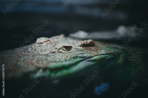 crocodile with mouth open