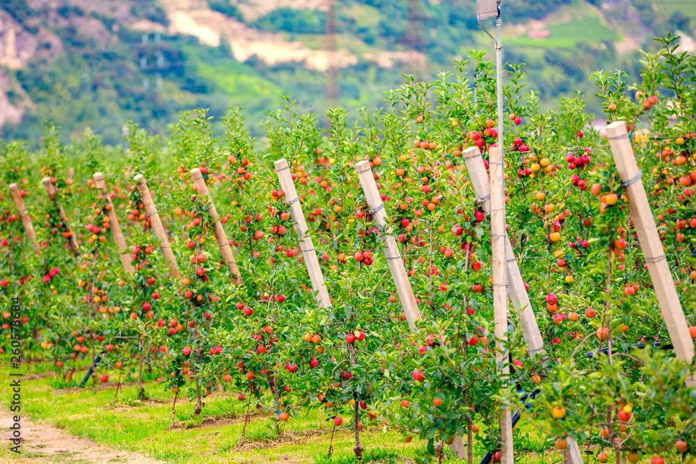 Fruit trees in an orchard in sunlight in autumn