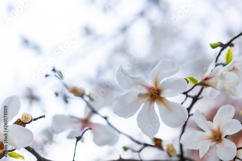 Closeup of Magnolia flower