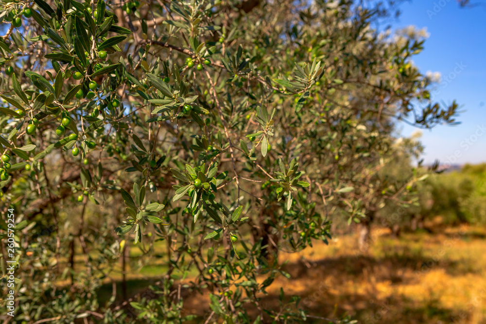 Plantation with old olive trees Plantation with old olive trees