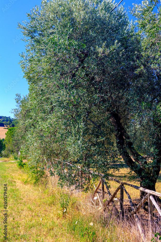 Plantation with old olive trees