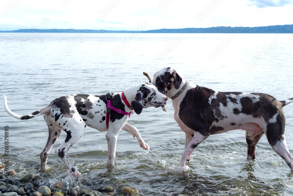 Dogs at the beach playing with stick