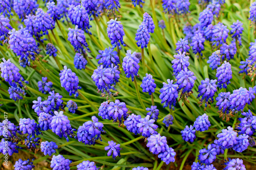 Flying bee over.Muscari armeniacum.Blue spring flowers