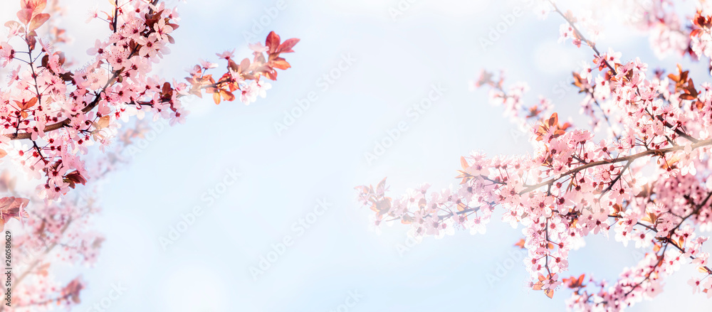 Spring flower blossom closeup with bokeh background. Springtime nature scene with cherry blossom tree in japanese garden and sunlight. Spring flower blossom closeup with bokeh background. Springtime nature scene with cherry blossom tree in japanese garden and sunlight.