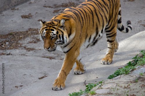 tiger walking 
