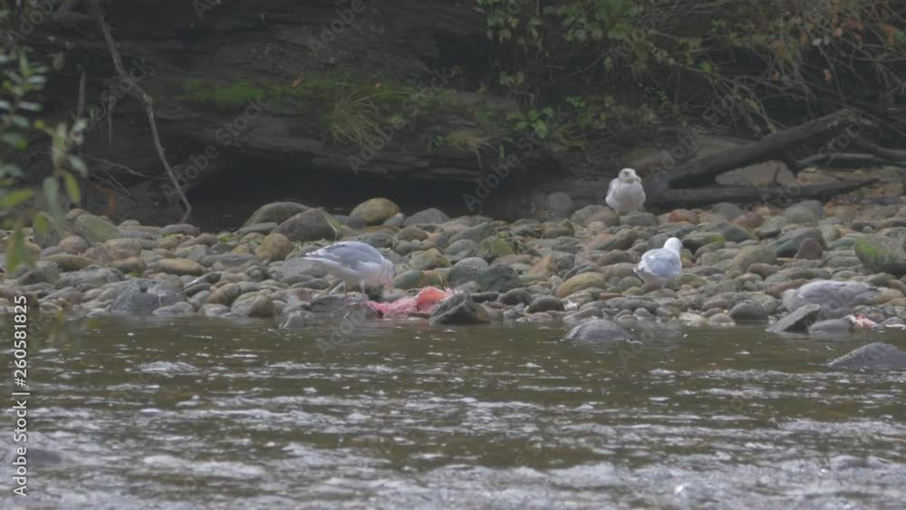 Close Up/Lockdown: Seagulls Eating Fish On Rocky Shore By Flowing Water in Bella Coola, British Columbia Close Up/Lockdown: Seagulls Eating Fish On Rocky Shore By Flowing Water in Bella Coola, British Columbia