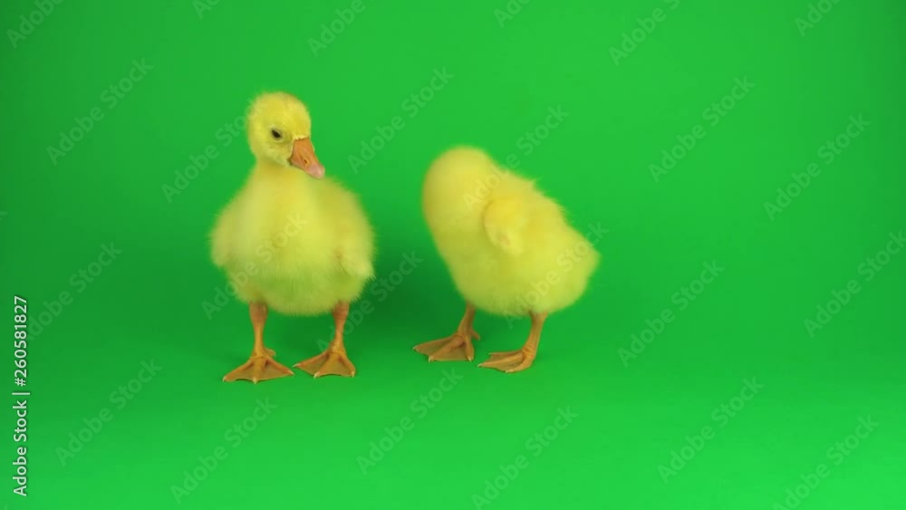 Two ducklings on a green screen Two ducklings on a green screen