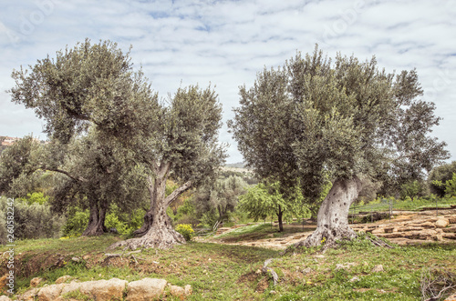 Olive Tree Grove in Sicily
