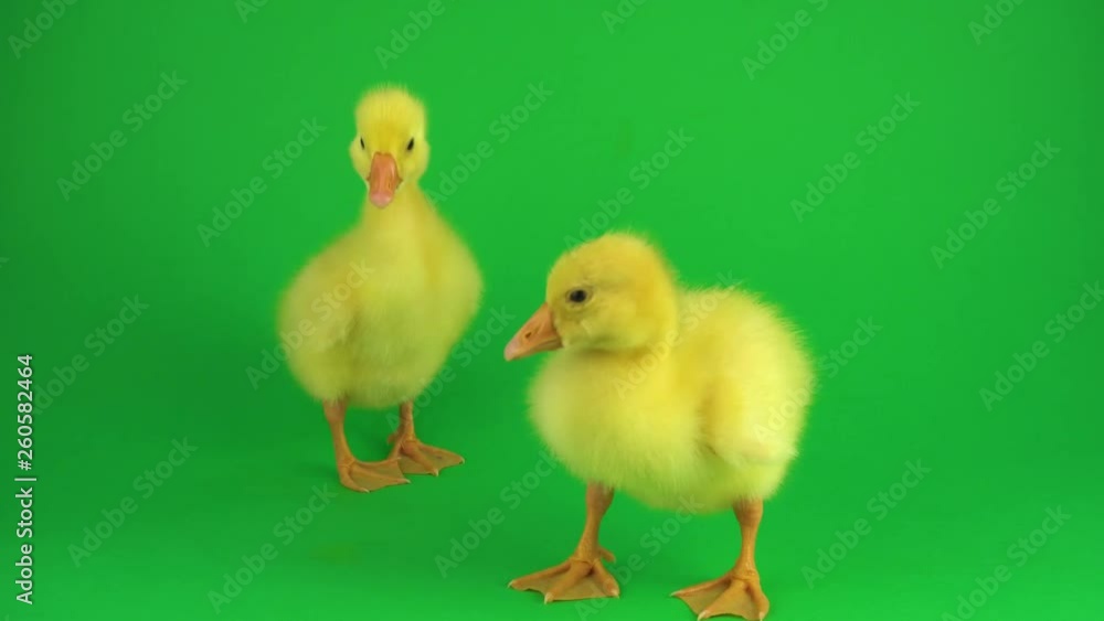 Two ducklings on a green screen Two ducklings on a green screen
