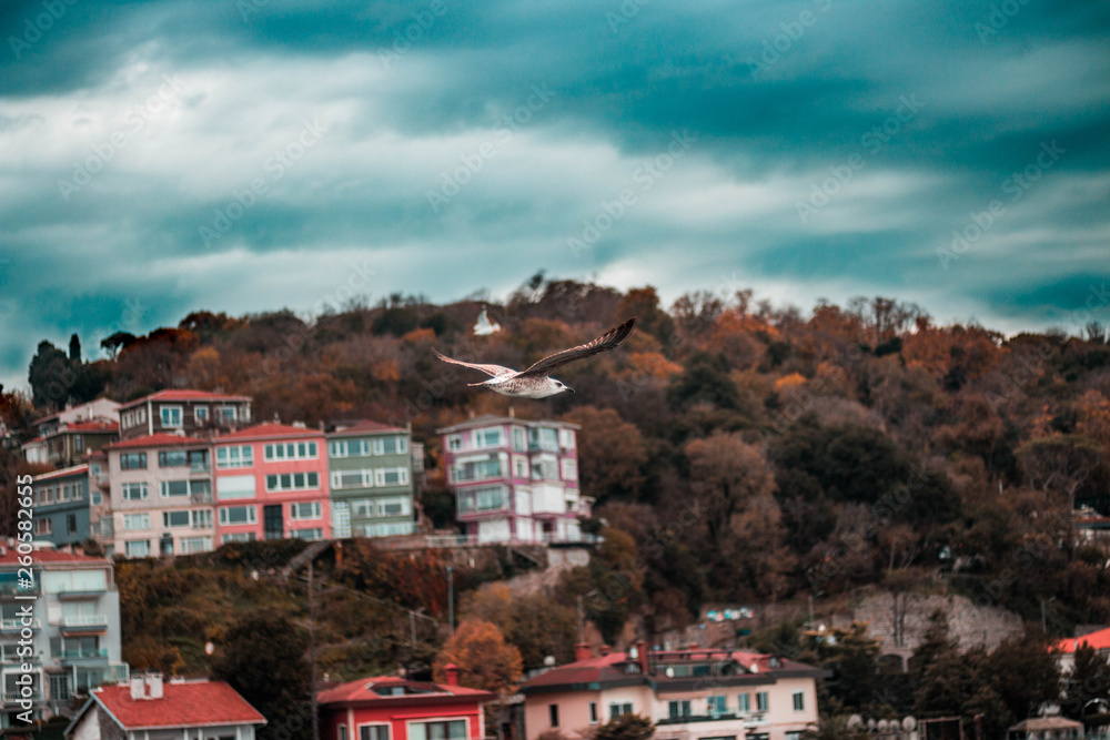 Bird flying through the Bosphorus Strait Bird flying through the Bosphorus Strait