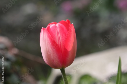 tulpe