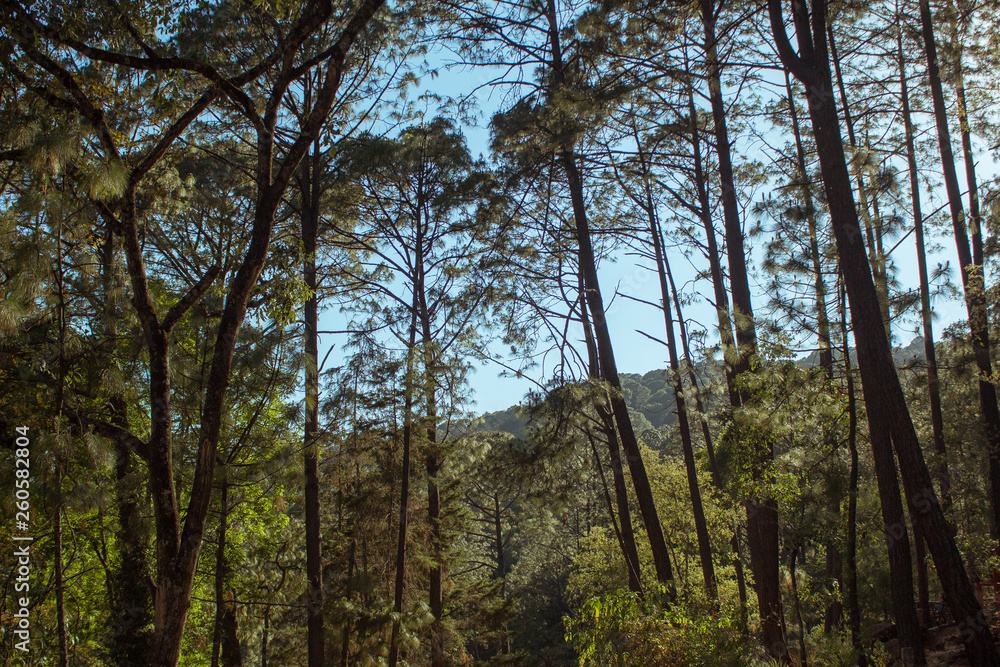 Fototapeta premium Beautiful forest and the hill on a sunny day