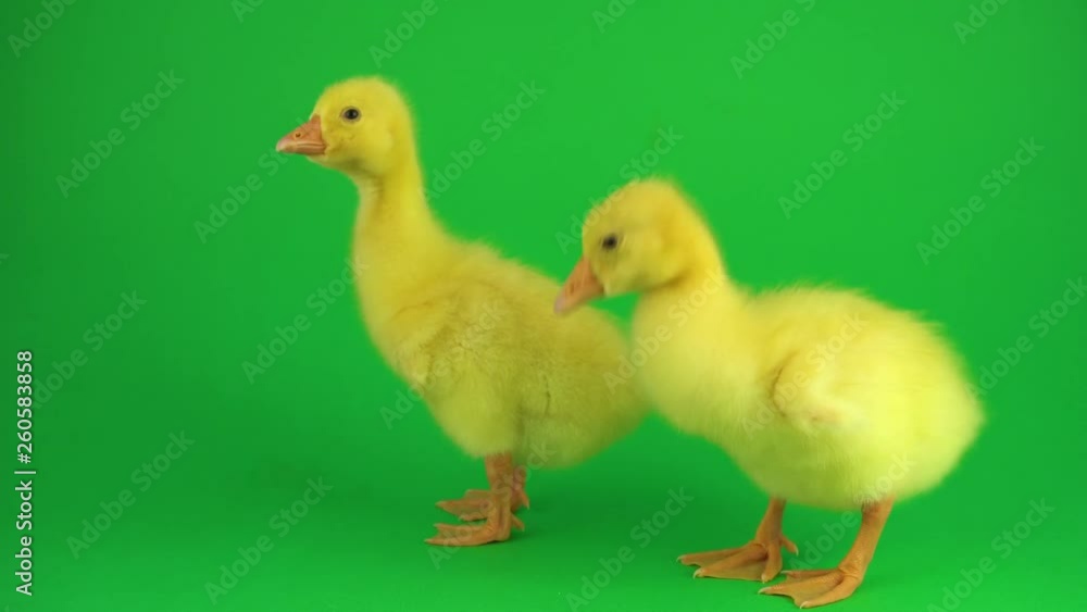 Two ducklings on a green screen Two ducklings on a green screen