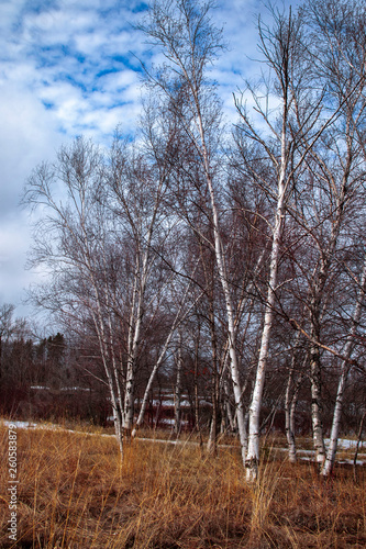 goose,nature,parck