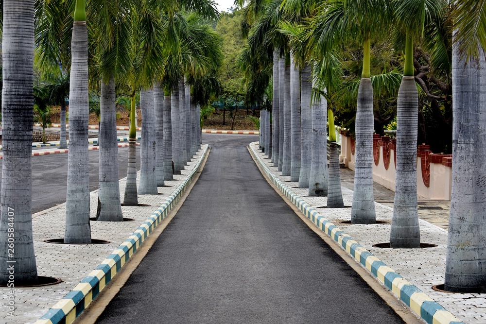 Footpath Leading To Palm Trees
