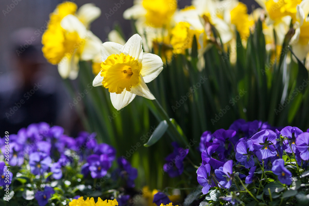 Fototapeta premium Spring, flowers blossom in the garden