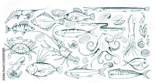 Set of different sea fish and mollusks. Seafood with spice. Fresh sea fish with ingredients. Vector seafood. Fresh fish set. Different sea inhabitants. Vector graphics to design