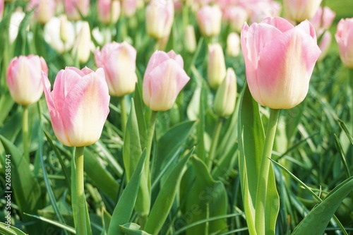 Pink tulips with green background.Colorful tulips with blur background.Close up tulips.Group of tulips flowers.Tulips field in netherlands